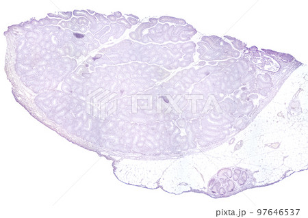 Testis, transverse section, 20X light micrograph. Testicle, the male reproductive gland, under the light microscope, T.S., stained for better visualization. Isolated, on white background. Testis, transverse section, 20X light micrograph. Testicle, the male reproductive gland, under the light microscope, T.S., stained for better visualization. Isolated, on white background. 97646537