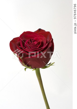 赤いバラ 赤いバラ 97646796