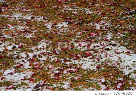 お寺の境内に薄っすら雪が積もる お寺の境内に薄っすら雪が積もる 97646920