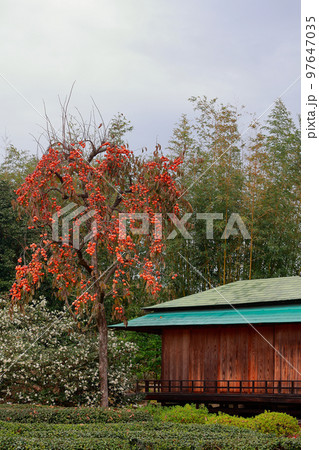 岡山後楽園　柿 97647035