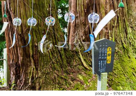 パワースポットで有名な小国両神社「杉の巨樹（三神杉）と風鈴風景」小国町 97647348