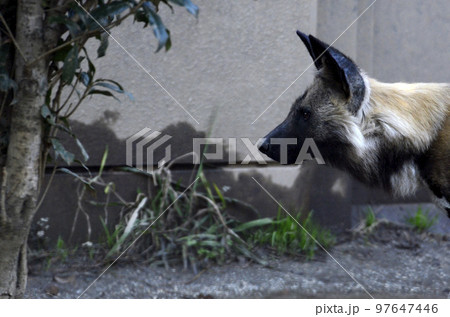 リカオン リカオン 97647446