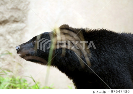 ツキノワグマ ツキノワグマ 97647486