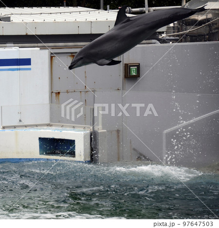 イルカ イルカ 97647503
