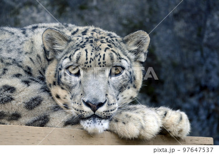 ユキヒョウ 97647537