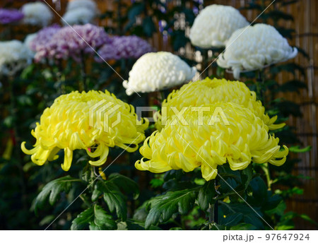 Japanese Chrysanthemum flowers in autumn day Japanese Chrysanthemum flowers in autumn day 97647924