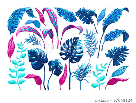 Tropical palm leaves. 97648124