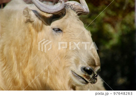 ゴールデンターキン・golden takin（和歌山県・白浜町） 97648263