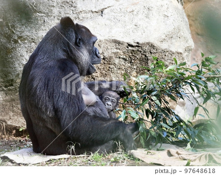 母にしがみつくゴリラの赤ちゃん 97648618