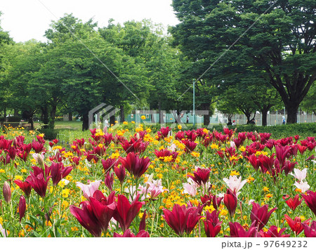 ユリの花の自然風景(夏の植物) ユリの花の自然風景(夏の植物) 97649232