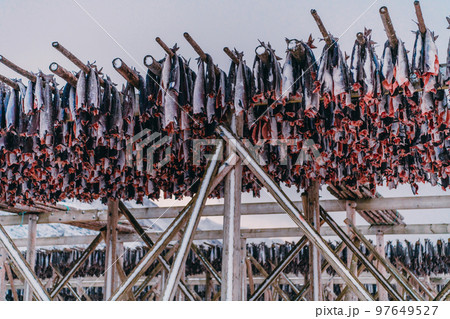 Air drying of salmon on a wooden structure in the Scandinavian winter. Traditional way of preparing and drying fish in Scandinavian countries Air drying of salmon on a wooden structure in the Scandinavian winter. Traditional way of preparing and drying fish in Scandinavian countries 97649527