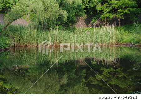 池に映る木々（1） 97649921