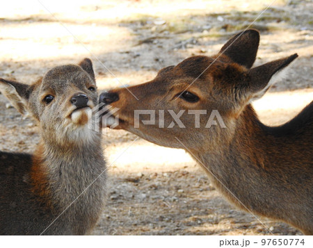 毛繕いする母鹿、くすぐったい子鹿 97650774