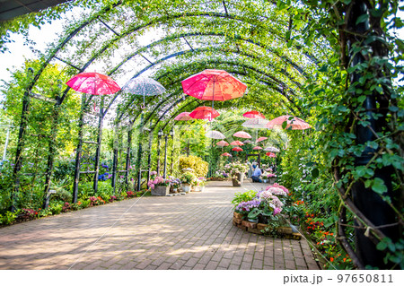 神奈川県　横浜イングリッシュガーデン・あじさい 97650811