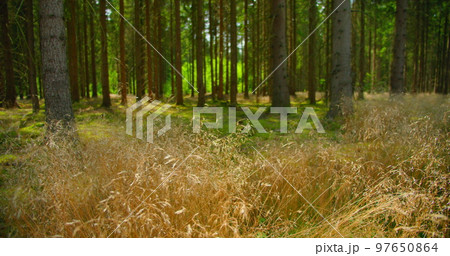 Coniferous forest is in danger. Dry grass, hot weather are the conditions for a fire, close up. Uncontrolled spontaneous combustion hazard. Warning. Forest conservation. 97650864