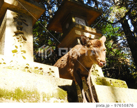 ペロっとかわいく下を出す鹿さん ペロっとかわいく下を出す鹿さん 97650876