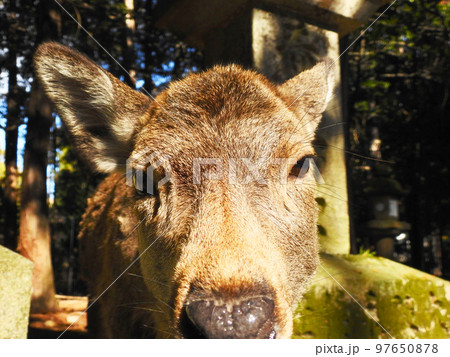 鹿の顔　広角アップ2 97650878