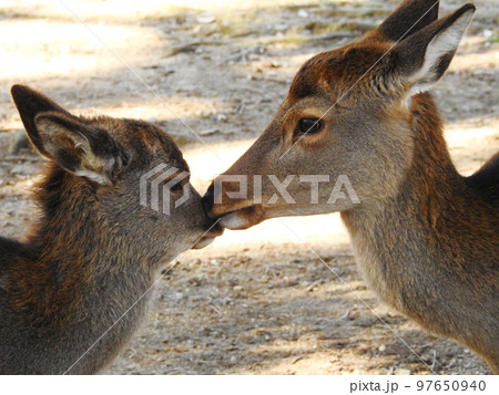 母鹿に見つめられてちょっと恥ずかしい子鹿 97650940