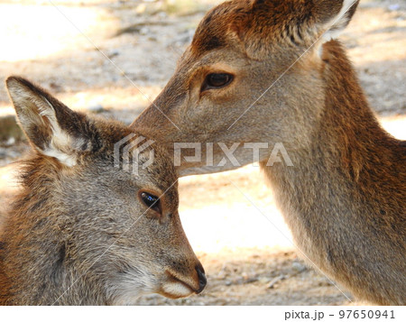 鹿の親子 子鹿と母鹿 鹿の親子 子鹿と母鹿 97650941