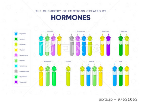 The chemistry of emotions created by hormones vector illustration The chemistry of emotions created by hormones vector illustration 97651065