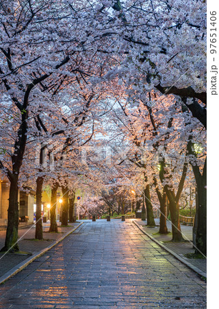 Gion Shirakawa, Kyoto, Japan during Cherry Blossom Season 97651406