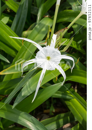 花 フラワー お花 97652111