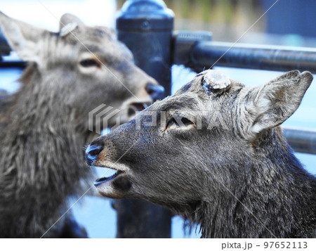 口を開けてほっこりする雄鹿 口を開けてほっこりする雄鹿 97652113