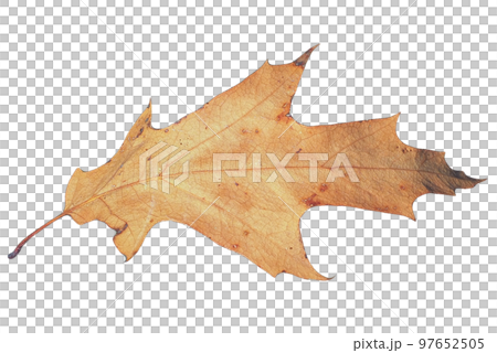 autumn leaf transparent PNG 97652505