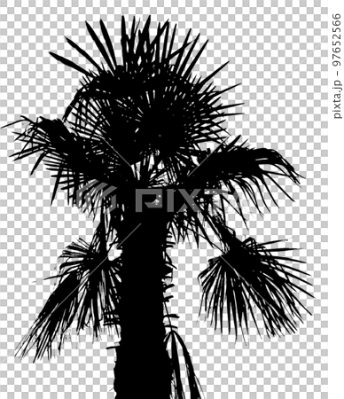 palm tree silhouette transparent PNG 97652566