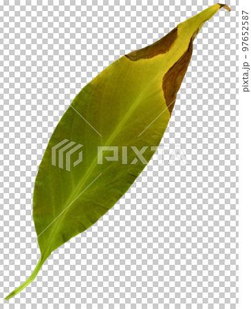 brown leaves caused by under watering, sunburn or overwatering t 97652587