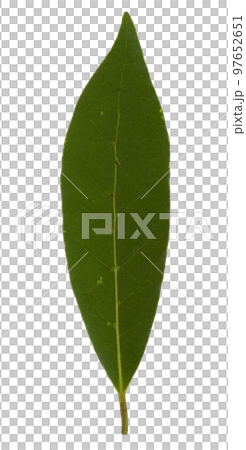 laurel bay sc. name Laurus nobilis tree leaf transparent PNG laurel bay sc. name Laurus nobilis tree leaf transparent PNG 97652651