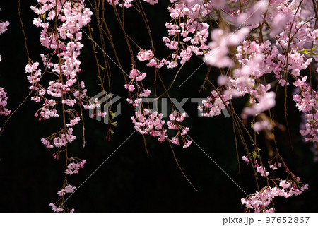 八木山川の枝垂れ桜 八木山川の枝垂れ桜 97652867