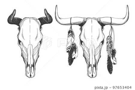 Bull skulls with feathers. Bull skulls with feathers. 97653404