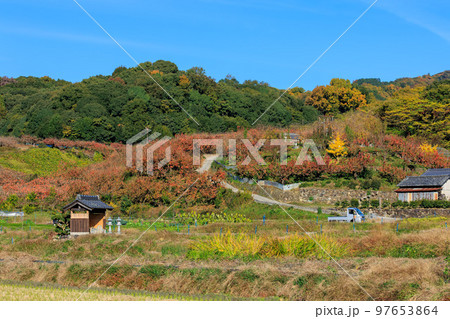2022年11月25日 紅葉の山の辺の道 西殿塚古墳と柿の紅葉 大和青垣国定公園 2022年11月25日 紅葉の山の辺の道 西殿塚古墳と柿の紅葉 大和青垣国定公園 97653864