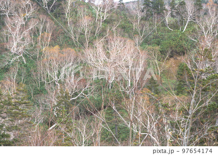 長野　栂池自然園の白樺林　白い樹形が美しい 97654174