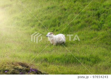 Sheep grazing on grassland in countryside Sheep grazing on grassland in countryside 97654243