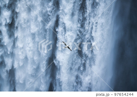 Seagull bird flying near the Skogafoss waterfall flowing in summer at Iceland 97654244