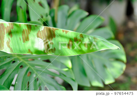 banana plant, blood banana or Musa acuminata or Musa balbisiana 97654475