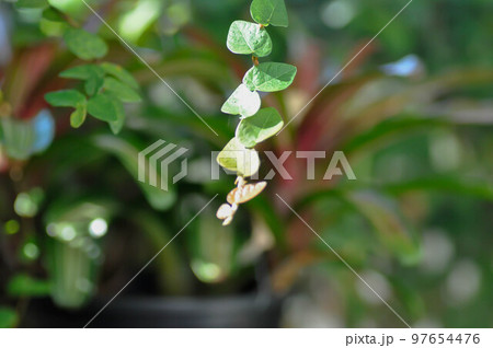 ficus pumila or climbing fig ficus pumila or climbing fig 97654476