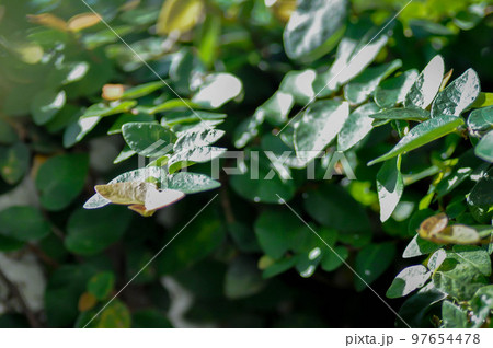 ficus pumila or climbing fig 97654478