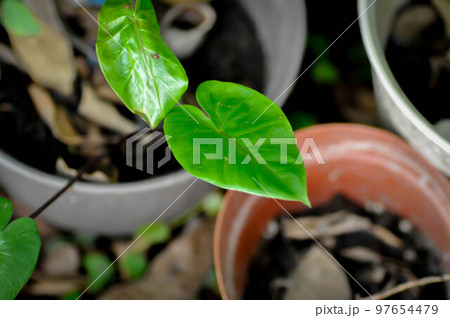 Xanthosoma sagittifolium L Schott, Ear elephant or Giant alocasia or ARACEAE or  black alocasia 97654479