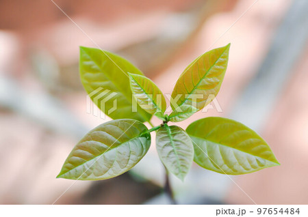 Persea americana Mill or Avocado, Lauraceae or Persea gratissima Persea americana Mill or Avocado, Lauraceae or Persea gratissima 97654484