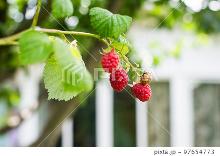 Ripe red raspberries hang on a branch Ripe red raspberries hang on a branch 97654773