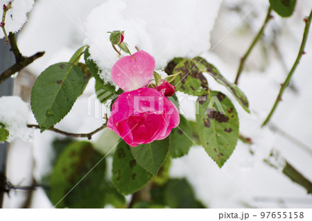 雪が積もるピンク色の薔薇 雪が積もるピンク色の薔薇 97655158