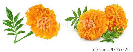fresh marigold or tagetes erecta flower isolated on white background with full depth of field. Top view. Flat lay fresh marigold or tagetes erecta flower isolated on white background with full depth of field. Top view. Flat lay 97655420