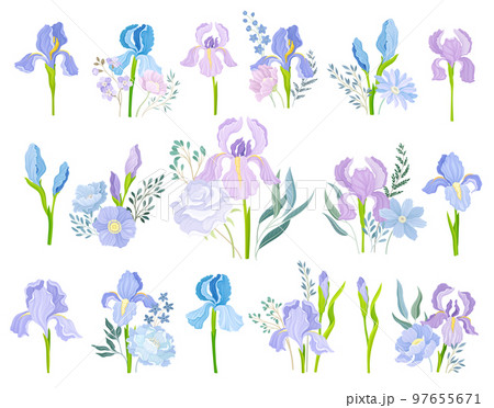 Iris Purple and Blue Flowers on Green Stem with Twigs Big Vector Set 97655671