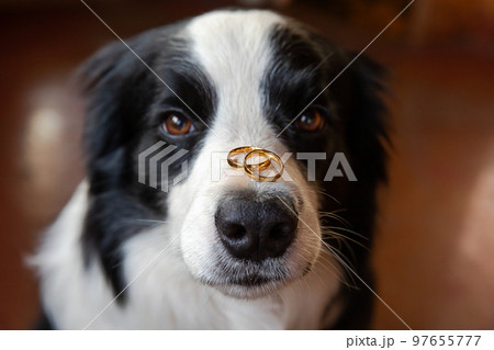 Will you marry me. Funny portrait of cute puppy dog border collie holding two golden wedding rings on nose, close up. Engagement, marriage, proposal concept 97655777