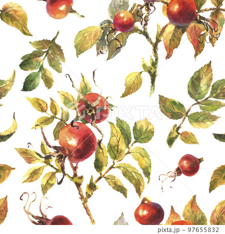 Seamless pattern with hand painted watercolor rose hip berries with green leaves on a white background. 97655832