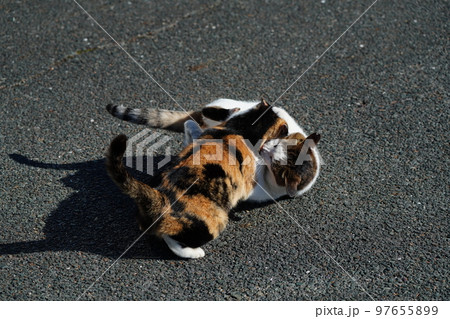 深い霧が晴れ冷えた身体を温める猫たち 深い霧が晴れ冷えた身体を温める猫たち 97655899