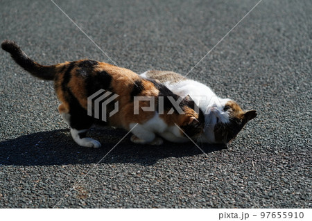 深い霧が晴れ冷えた身体を温める猫たち 97655910